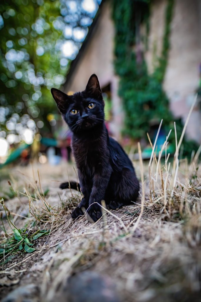 innocent black kitten